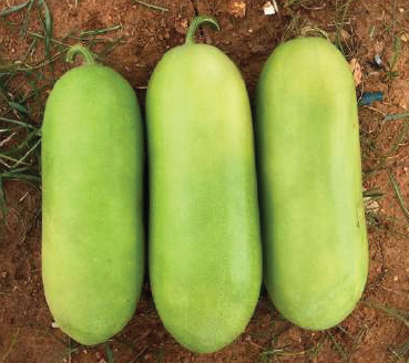 Ash Gourd