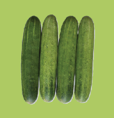 Cucumber