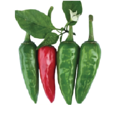 Hot Pepper