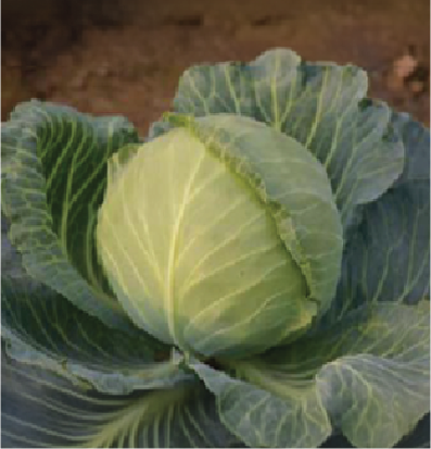 Cabbage