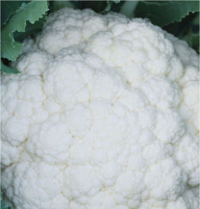 Cauliflower