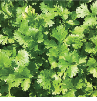 Coriander