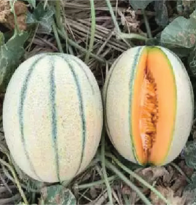 Musk Melon