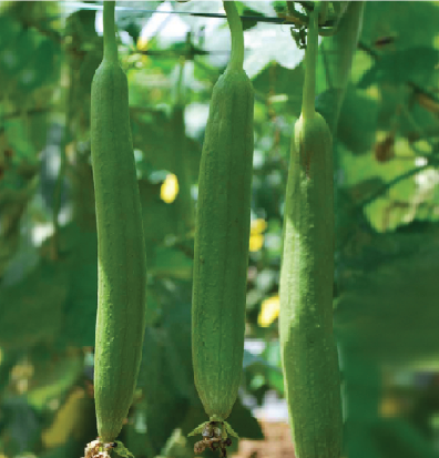 Sponge Gourd